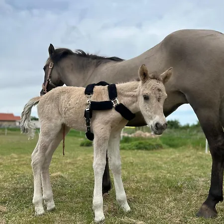 アパート Bohemica 4 *