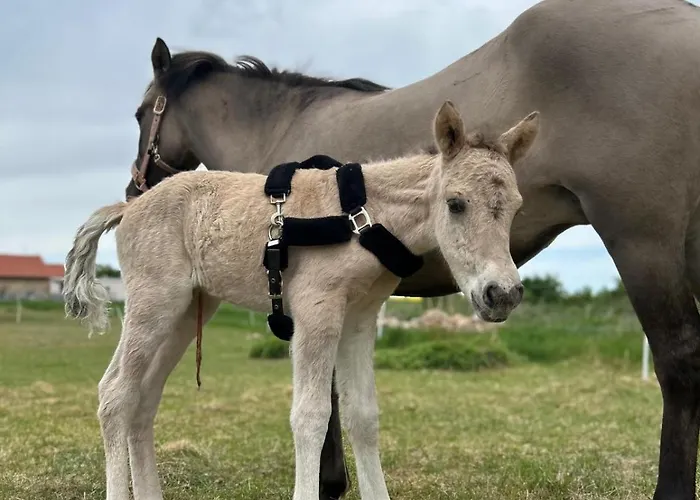 Апартаменты Bohemica 4 *